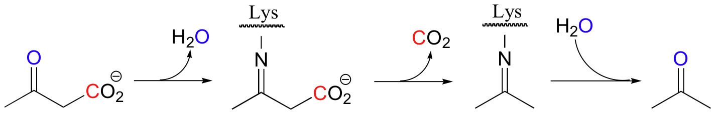 13.5: Carboxylation And Decarboxylation Reactions - Chemistry LibreTexts