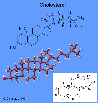 Characteristics of steroids cholesterol