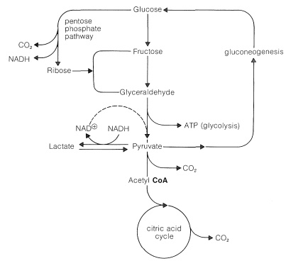 Carbohydrate Metabolism Chart