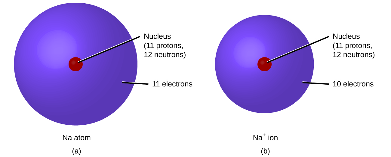 Figure A shows a sodium atom which has a nucleus containing 11 protons, 12 neutrons, and 11 electrons. Figure B shows a sodium ion. Its nucleus contains 11 protons, 12 neutrons, and 11 electrons.