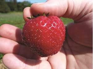 Esta es una foto de una fresa roja brillante sujetada en una mano humana.