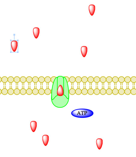 active transport1a.jpg