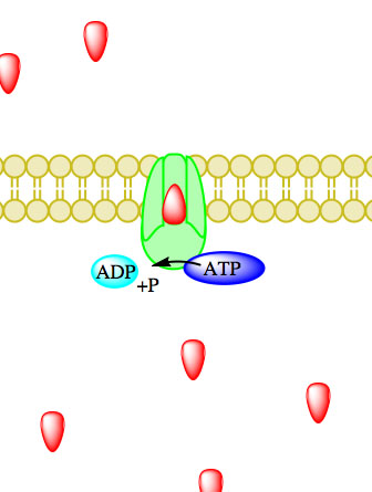 active transport3.jpg