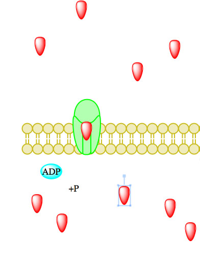 active transport4a.jpg