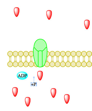 active transport5a.jpg