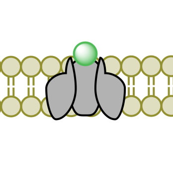 facilitated transport1.jpg