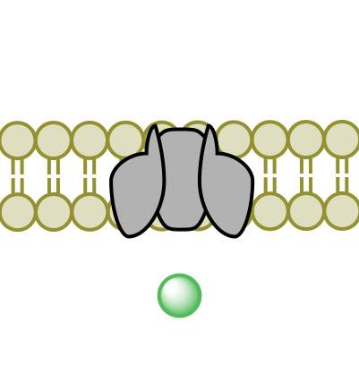 facilitated transport4.jpg