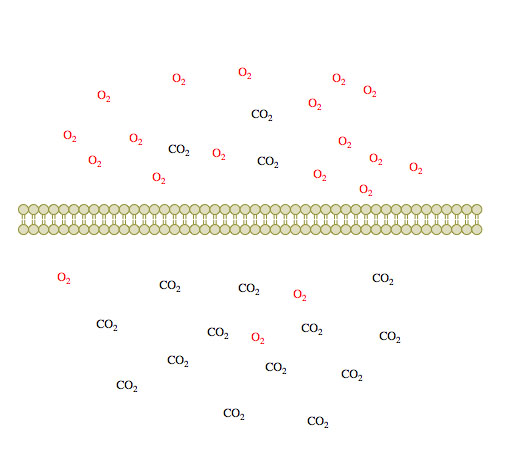 Passive transport1.jpg