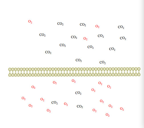 Passive transport3.jpg