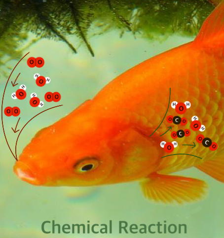 Schematic of oxygen molecules entering goldfish's gills and carbon dioxide and water molecules leaving the gills.