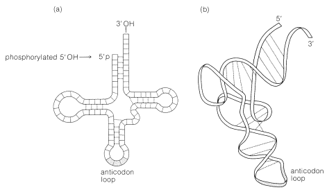 Roberts and Caserio Screenshot 25-13-15.png