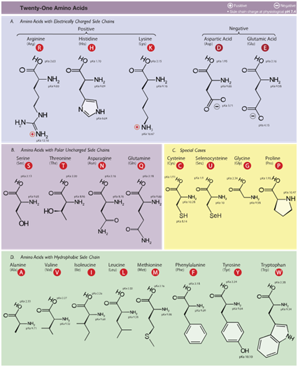 Periodic Chart Of Amino Acids
