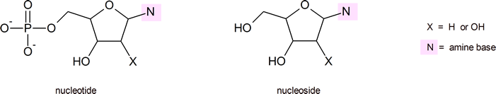 estructura general de nucleótidos y nucleósidos