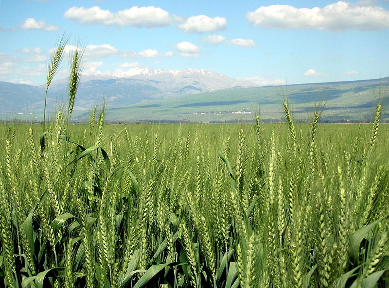 Se muestra un vasto campo de trigo verde en crecimiento