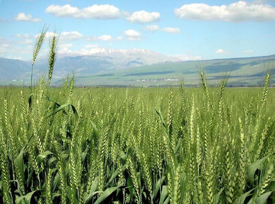 A vast field of green, growing wheat is shown