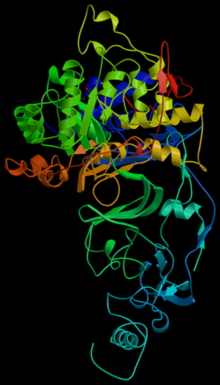 342px-Helicobacter_Pylori_Urease.png