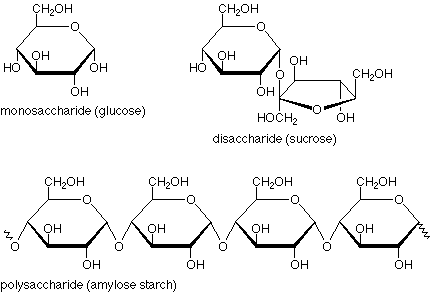 Se muestran un monosacárido (glucosa), disacárido (sacarosa) y polisacárido (almidón de amilosa).