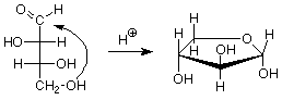 Proyección Fischer de un azúcar desenrollado reaccionando con H+ para formar la estructura de anillo cerrado.