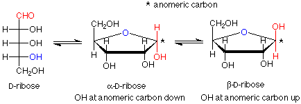 Proyección Fischer de D-ribosa. La alfa D-ribosa tiene el OH en un carbono anomérico apuntando hacia abajo. La beta D-ribosa tiene el OH en un carbono anomérico apuntando hacia arriba.