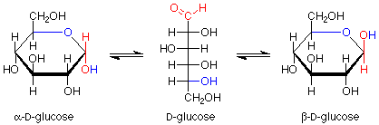 Alfa D-glucosa reacciona reversiblemente para formar D-glucosa que reacciona reversiblemente para formar beta-D-glucosa.