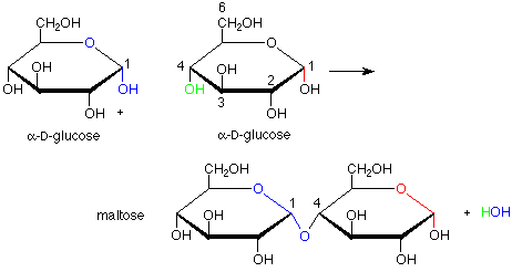 Dos moléculas de alfa-D-glucosa reaccionan para formar maltosa.