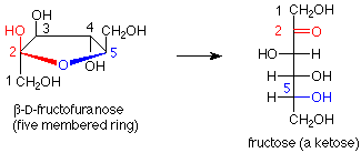 La beta-D-fructofuranosa (anillo de cinco miembros) reacciona para convertirse en fructosa (una cetosa).