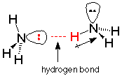 Dos NH3 se unieron a través de un enlace de hidrógeno del par solitario de una molécula y un hidrógeno de la otra molécula.