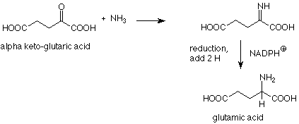 El ácido alfa ceto-glutárico reacciona con NH3 para reemplazar el carbonilo con un grupo NH. El doble enlace carbo-nitrógeno se reduce mediante la adición de 2 hidrógenos mediante reacciones con NADPH+ para formar ácido glutámico.