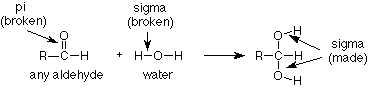 Cuando el aldehído reacciona con el agua, el enlace pi del CO se rompe así como uno de los enlaces OH sigma en el agua. Se forman dos enlaces sigma entre los dos grupos hidroxi que se formaron en el carbono.