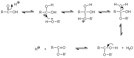 El oxígeno del ácido carboxílico ataca a H+ formando OH y un carbocatión. El oxígeno de un alcohol ataca el carbocatión combinando las moléculas y formando un O+ que luego pierde su hidrógeno a medida que el otro grupo hidroxi gana otras hojas de H. OH2+ y el resto del grupo hidroxi forma un carbonilo y el hidrógeno sale. Todos los escalones son reversibles.
