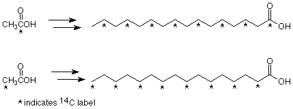 Fatty acids labeled with the locations of carbon-14.