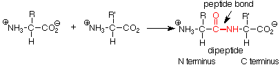 Un aminoácido genérico reacciona con otro aminoácido genérico para formar un enlace peptídico entre el extremo C de un ácido y el extremo N del otro.