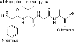 Structure of a tetrapeptide: phe-val-gly-ala.