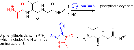 Reacción de un polipéptido con fenilsotiocianato y ácido clorhídrico.