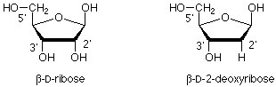 Structures of beta-D-ribose and beta-D-2-deoxyribose.