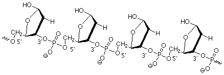 Phosphate ester linkages bind beta-D-2-deoxyribose units.