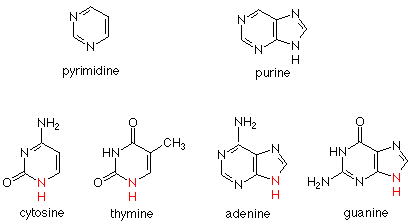 Structures of pyrimidine, purine, cytosine, thymine, adenine, and guanine.