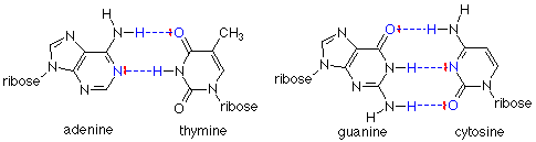 Hydrogen bonding between adenine and thymine are shown, as well as hydrogen bonding between guanine and cytosine.