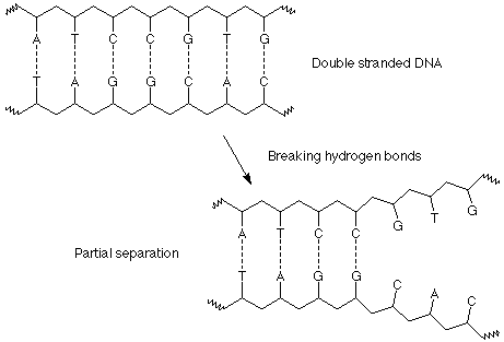 Double stranded DNA goes through some hydrogen bond breakage resulting in partial separation.