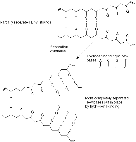 The partially separated DNA strands continue to separate and form hydrogen bonds with new bases. As time continues, the strands become more completely separated and have new bases put in place by hydrogen bonding.