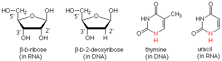 Structures of beta-D-ribose (in RNA) and beta-D-2-deoxyribose (in DNA), as well as thymine (in DNA) and uracil (in RNA).