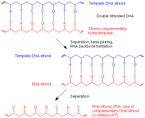 The double stranded DNA consists of the template DNA strand and the strand complementary to the template. After separation, base pairing, and RNA backbone formation, the strands are the template DNA strand and RNA strand. Separation occurs again leaving the RNA strand which is a copy of the complementary DNA strand with uracils instead of thymines.