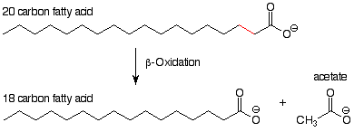 Un ácido graso de veinte carbonos pasa por beta-oxidación para formar un ácido graso de dieciocho carbonos y acetato.