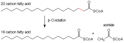 A twenty carbon fatty acid with a SCoA group goes through beta-oxidation to form an eighteen carbon fatty acid with a SCoA group and acetate with a SCoA group.