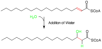 El ácido graso de 20 carbonos con un doble enlace alfa-beta reacciona con agua para romper el doble enlace y agregar un grupo hidroxi al carbono beta.