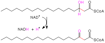 La cadena con el grupo beta-hidroxi reacciona con NAD+ para formar NADH, H+ y convertir el grupo hidroxi en un carbonilo.