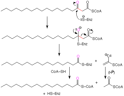 The dual carbonyl fatty acid reacts with S-Enz on the second carbonyl to add S-Enz to the molecule and create O-. O- reforms the carbonyl and the bond between the second carbonyl and the shared alpha carbon breaks. The products are an 18 carbon fatty acid and acetate.