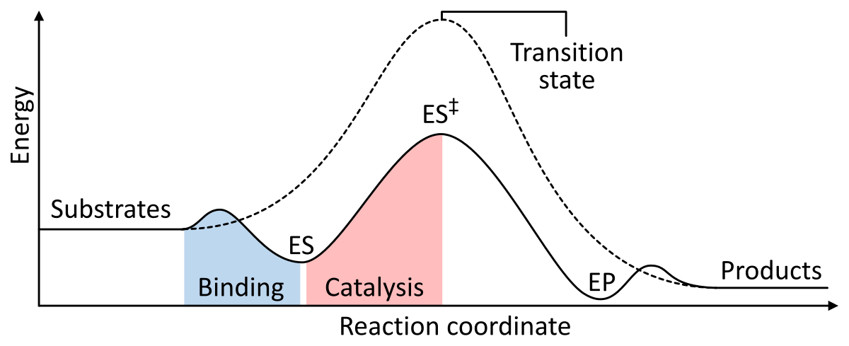 Enzyme_catalysis_energy_levels_2.svg.png
