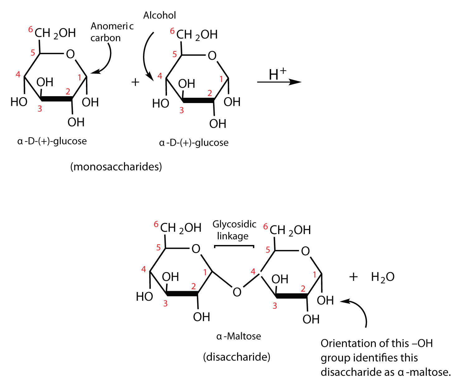 has below galactose the shown structure LibreTexts   Disaccharides 16.6 Chemistry