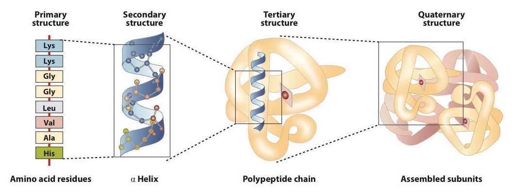 fibrous protein molecular structure